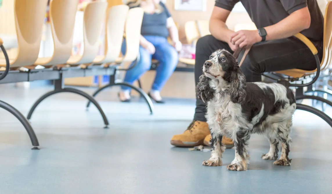 black and white dog in vet waiting room