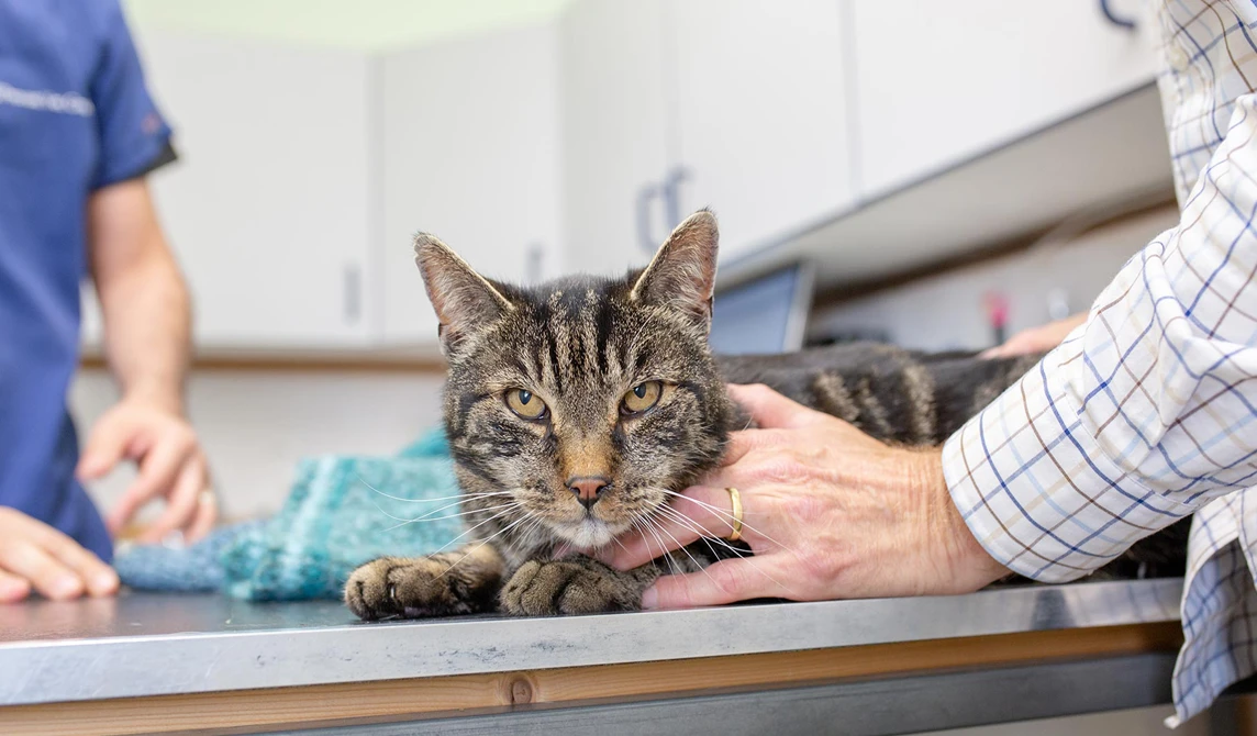 grey and black tabby cat on vet consult table