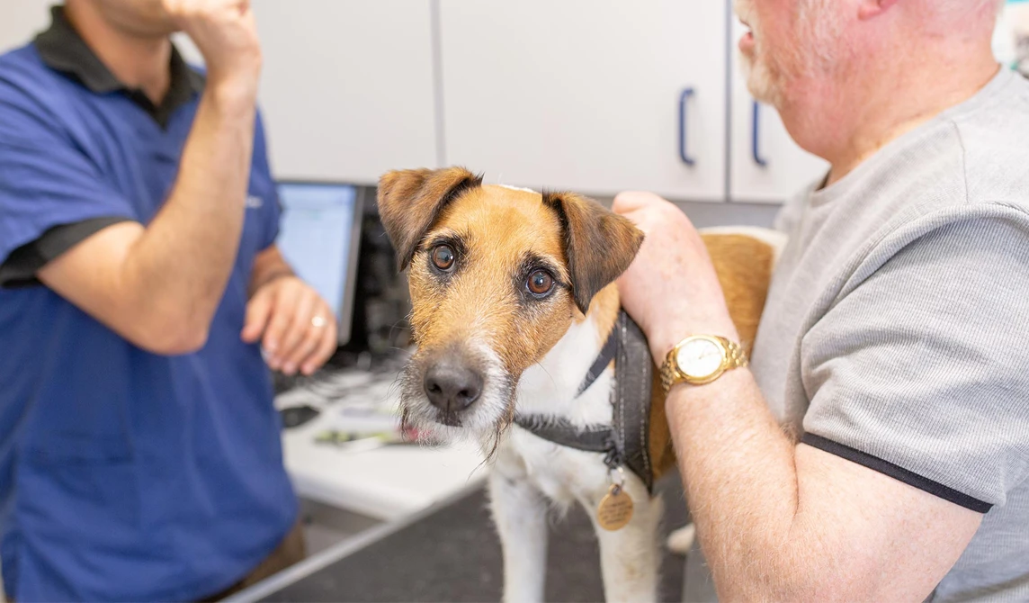 small tan and white terrier dog with owner and vet