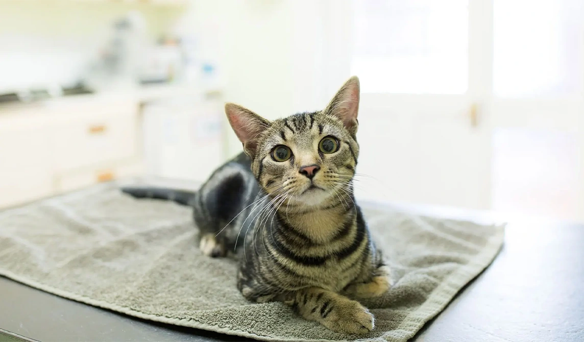 grey and black striped cat lying on grey blanket