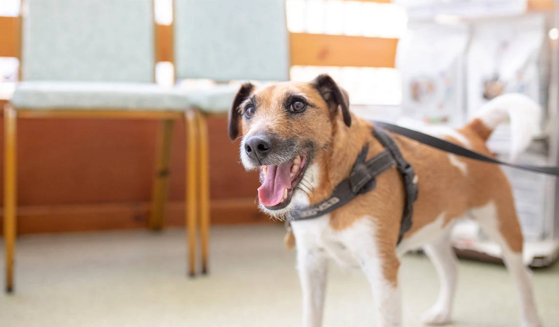 tan and white dog with mouth open