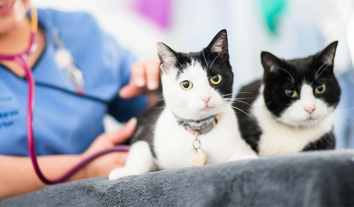 two black and white cats with vet