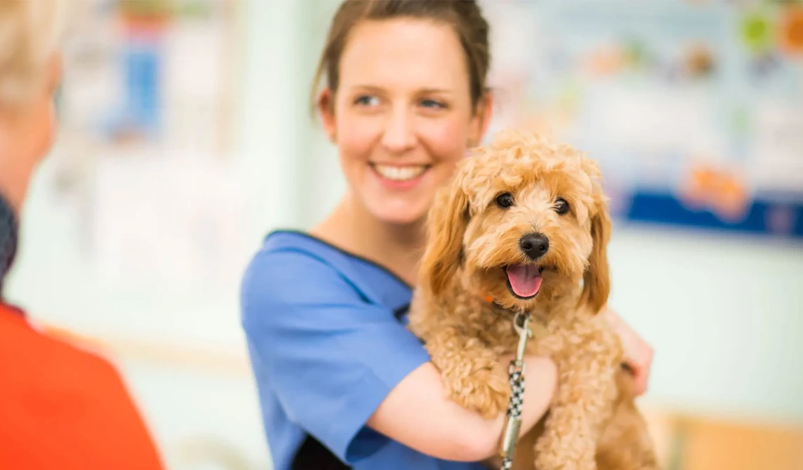 vet nurse holding golden fluffy dog