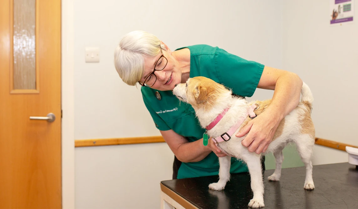 vet nurse talking to small white and tan dog