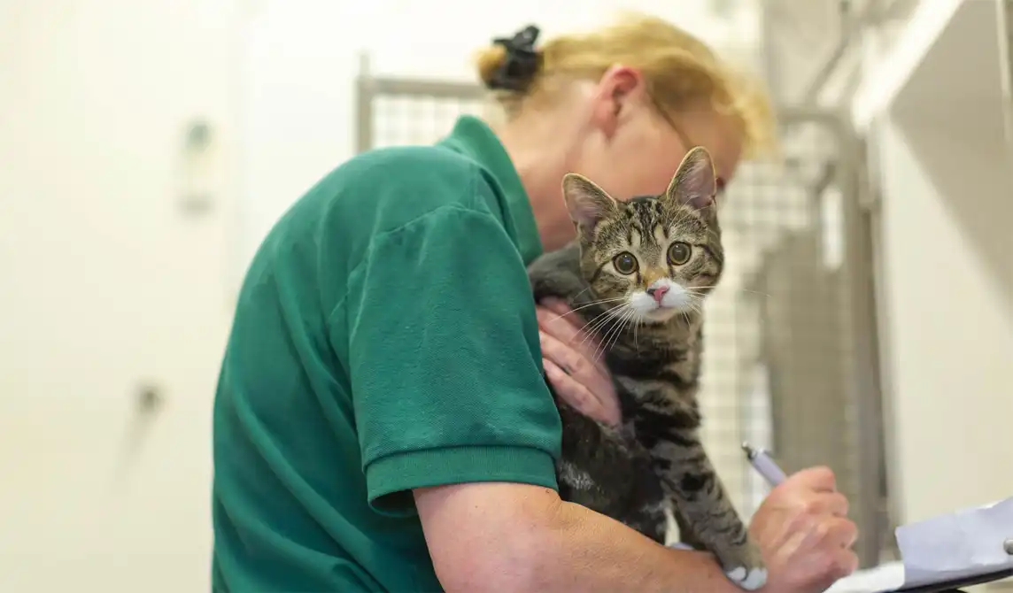 cat being held
