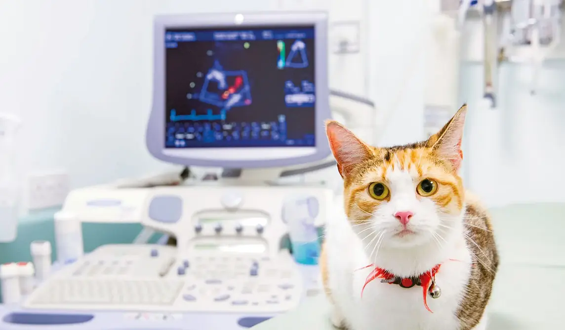 Cat in ultrasound room