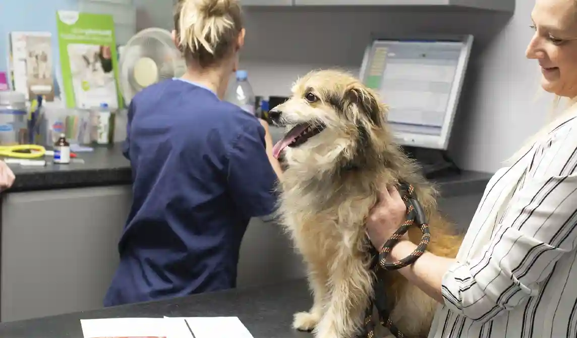 old dog in clinic