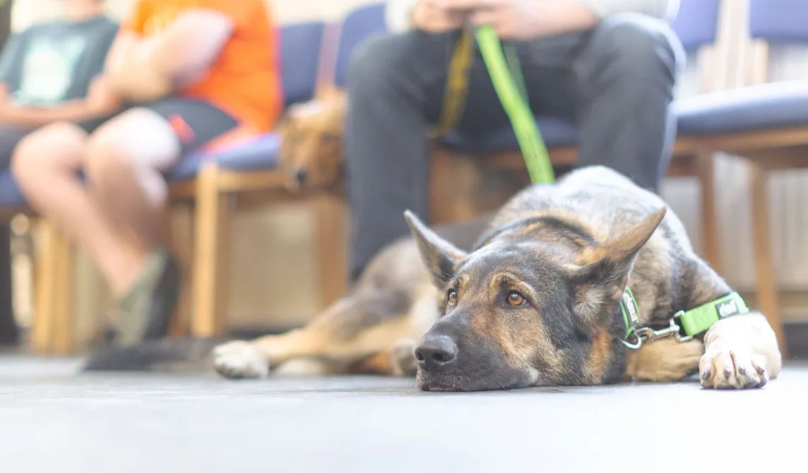 dog laying down in reception