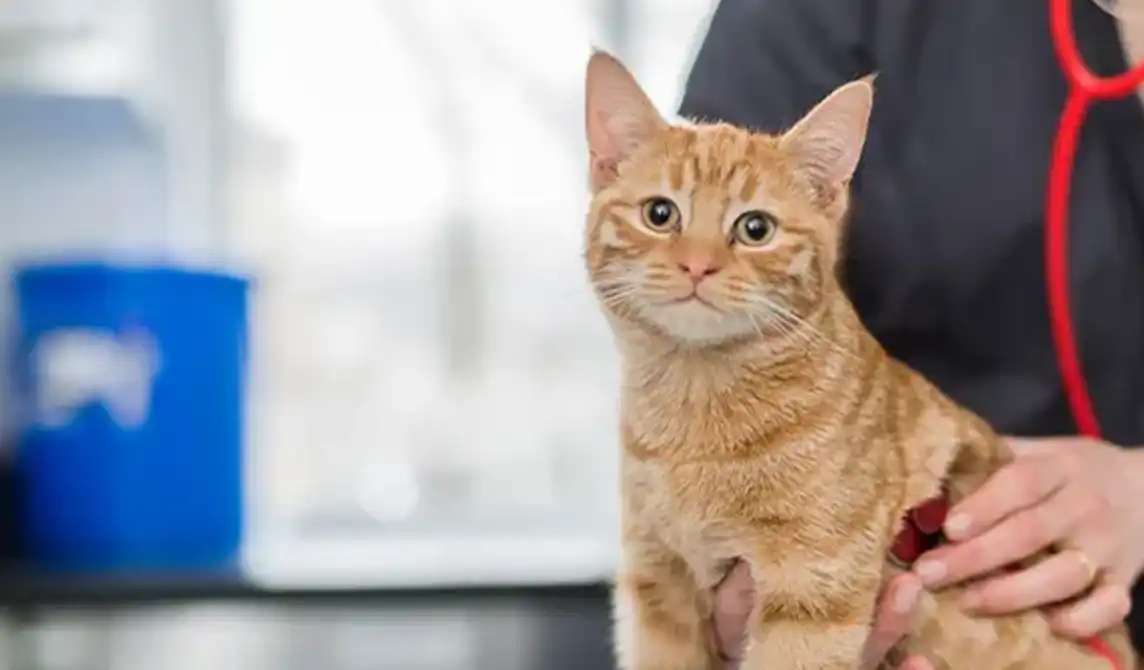 Ginger cat