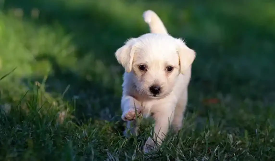 Puppy in grass