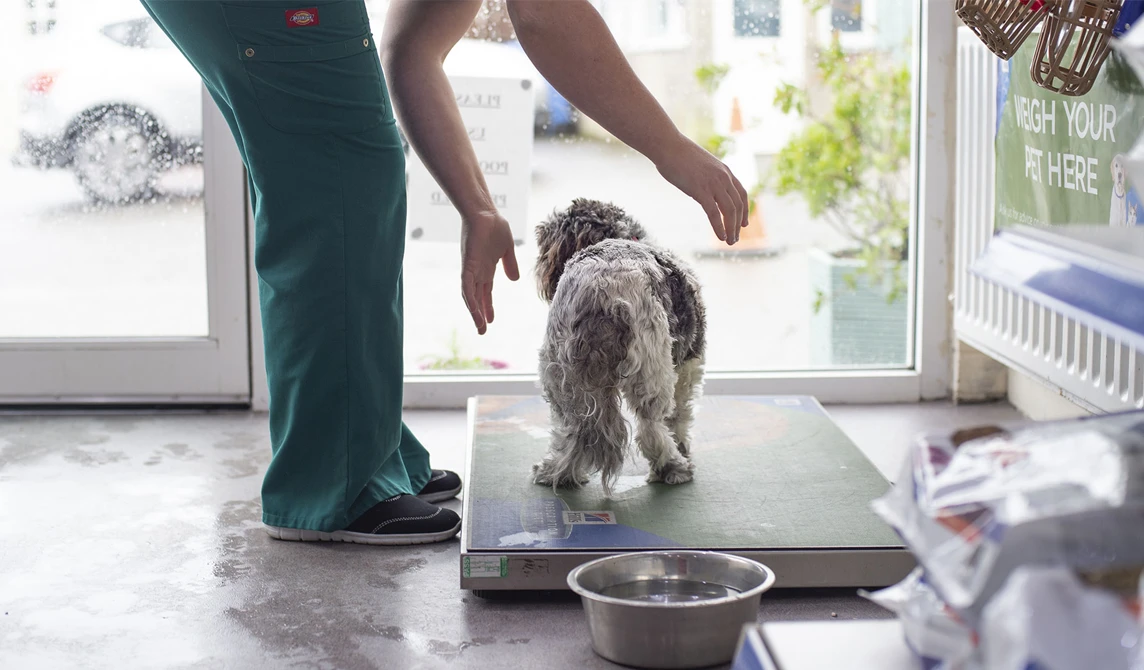 dog being weighed at the vets
