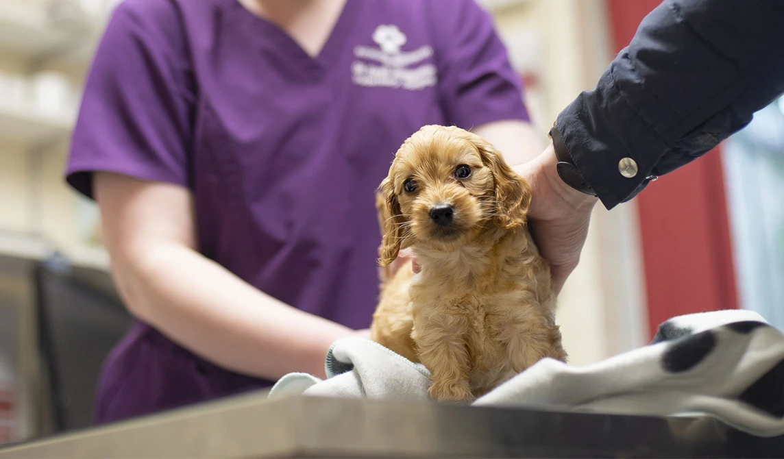 golden puppy at vets