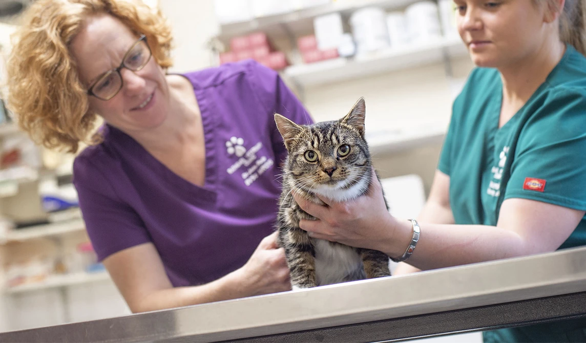 tabby cat with vet and vet nurse