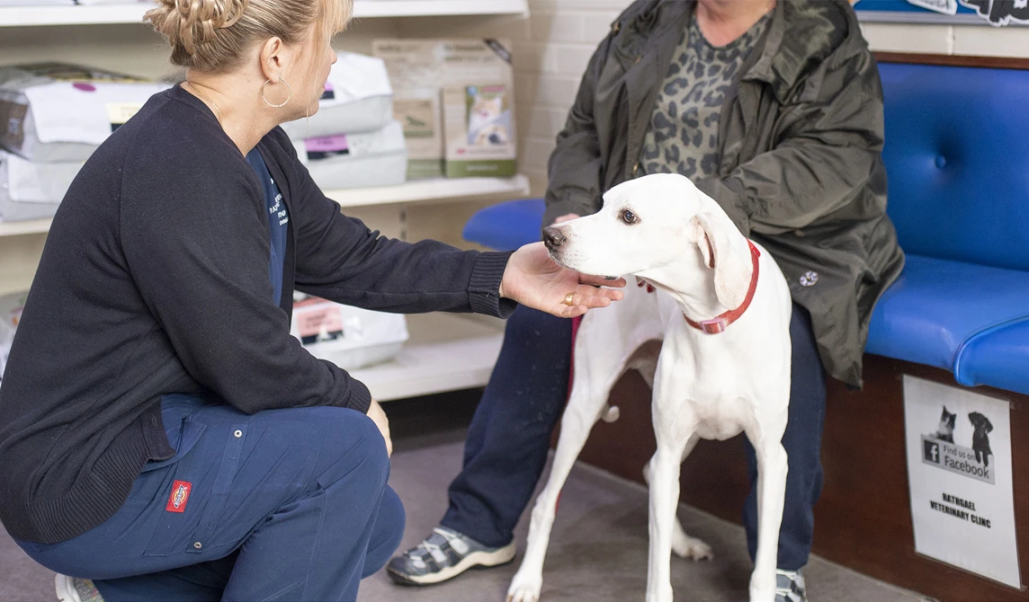 vet receptionist stroking white dog