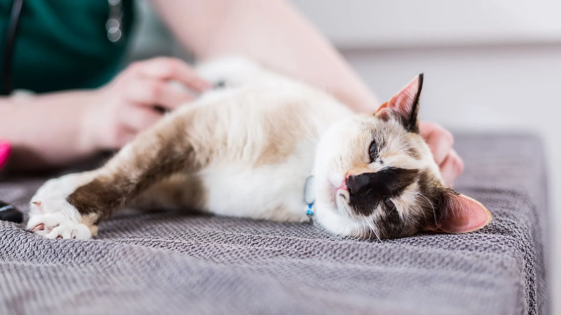 cat lying on table