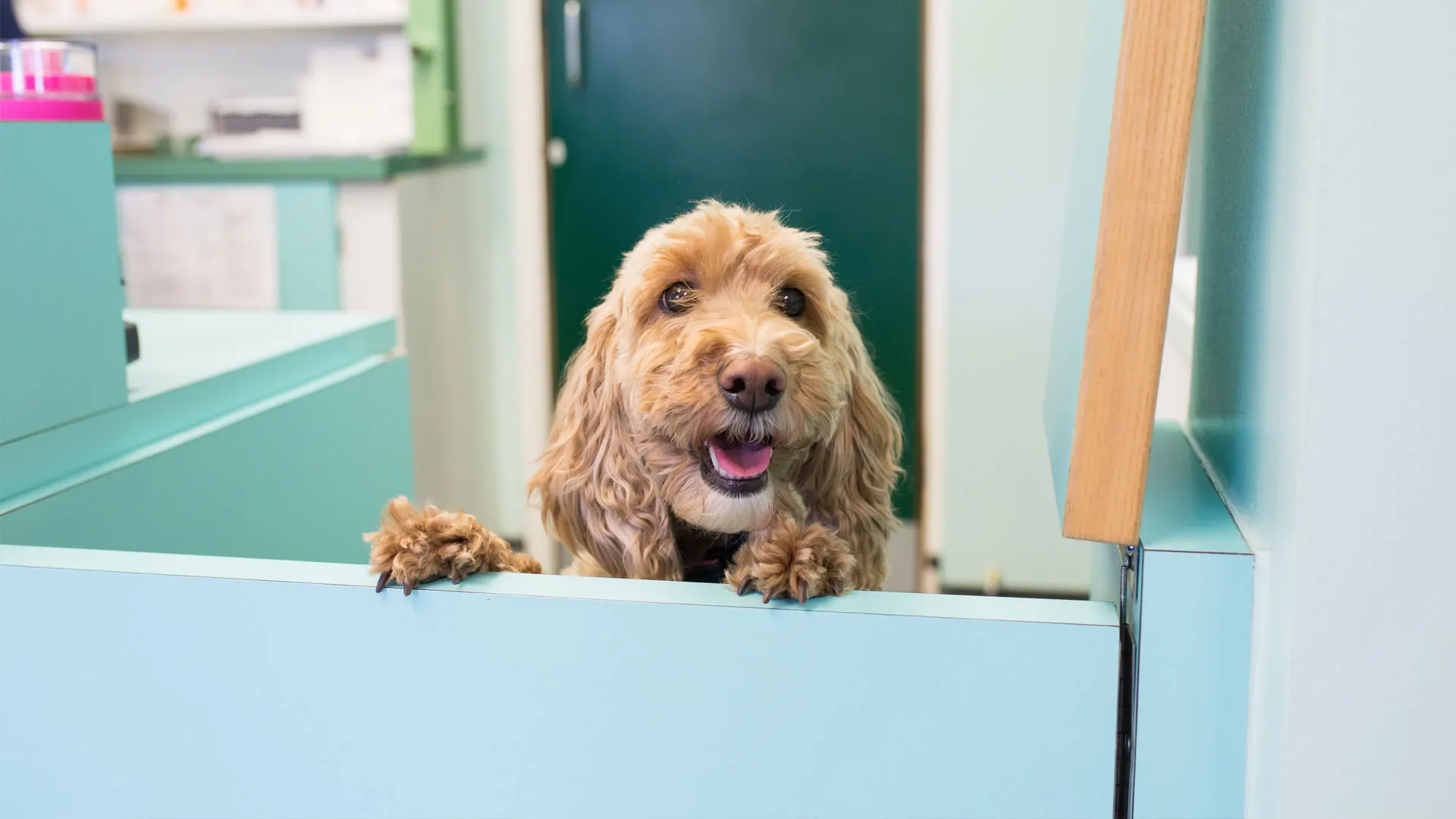 dog at reception