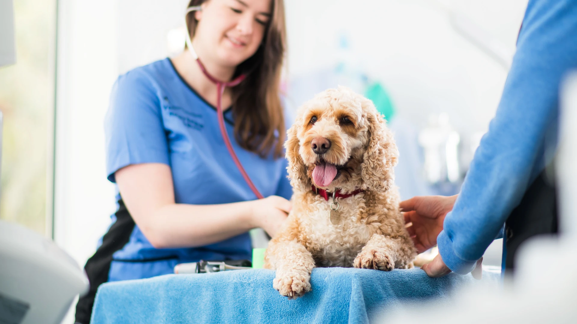 dog in consultation with vet