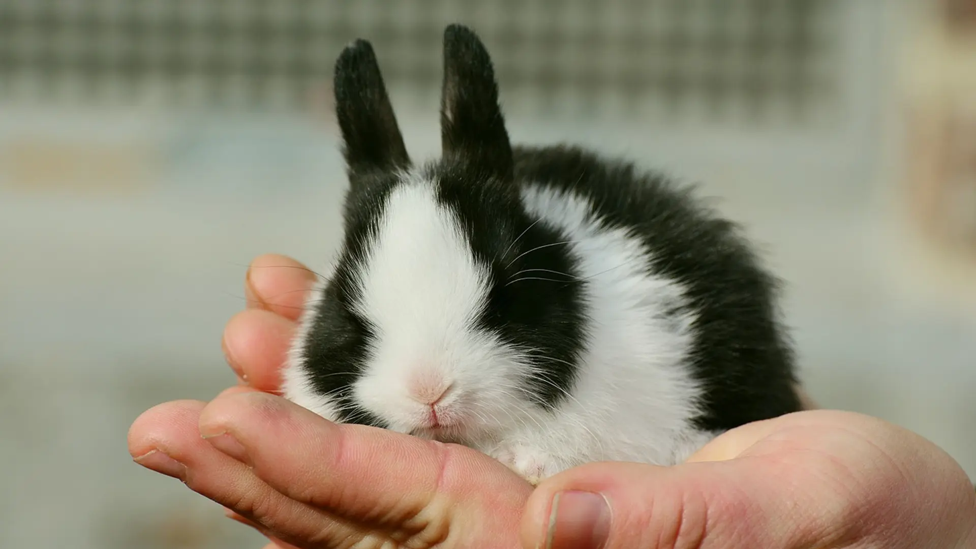 black and white bunny in hand