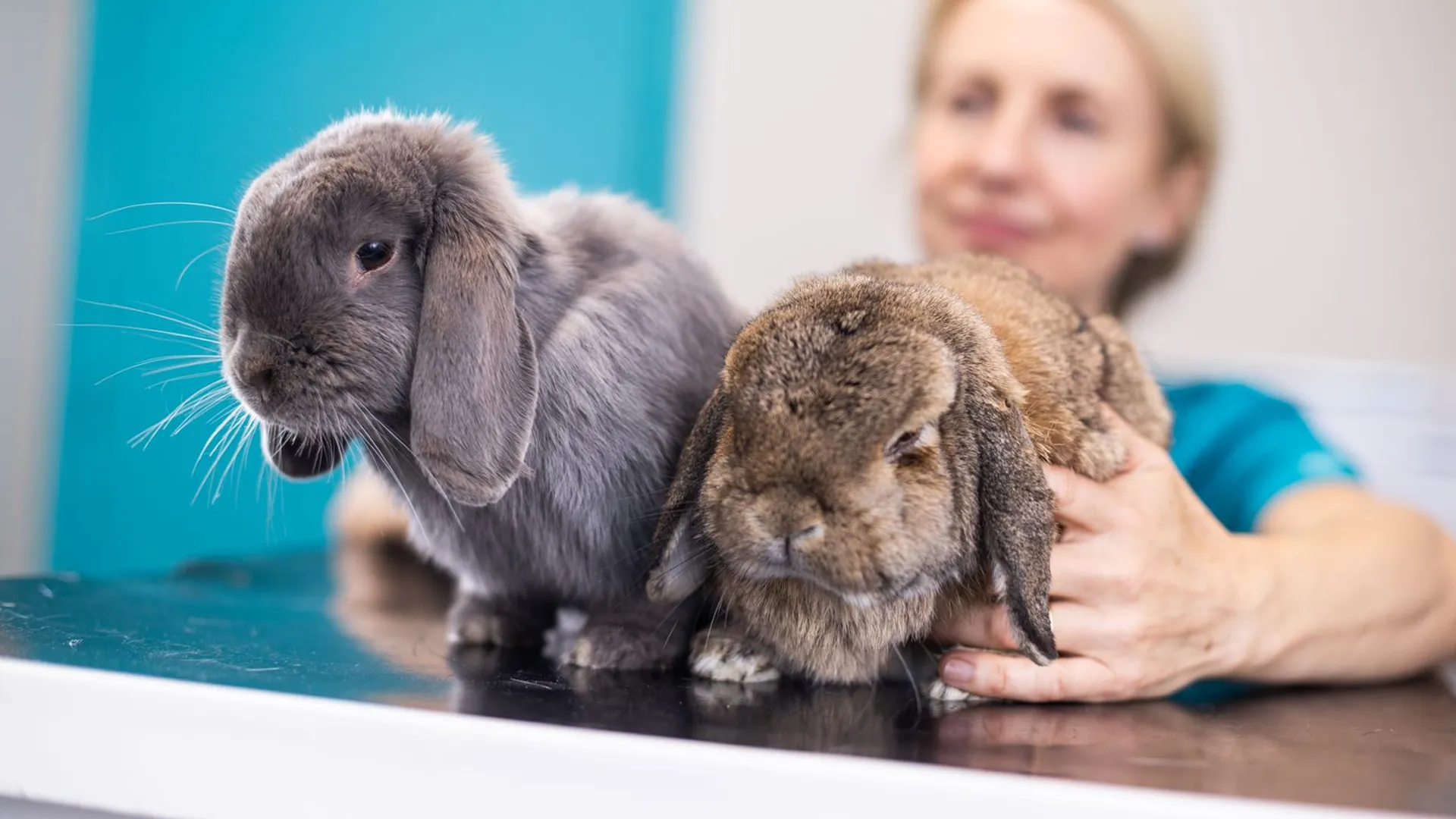 two rabbits in consult