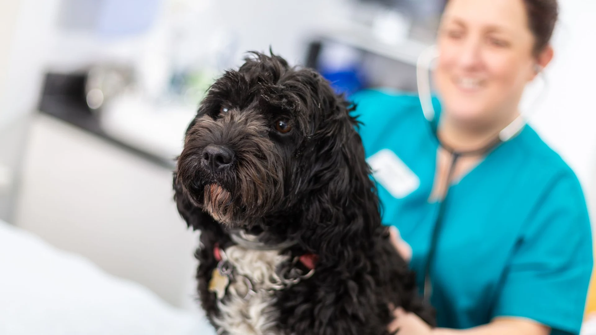 Black cockapoo and vet