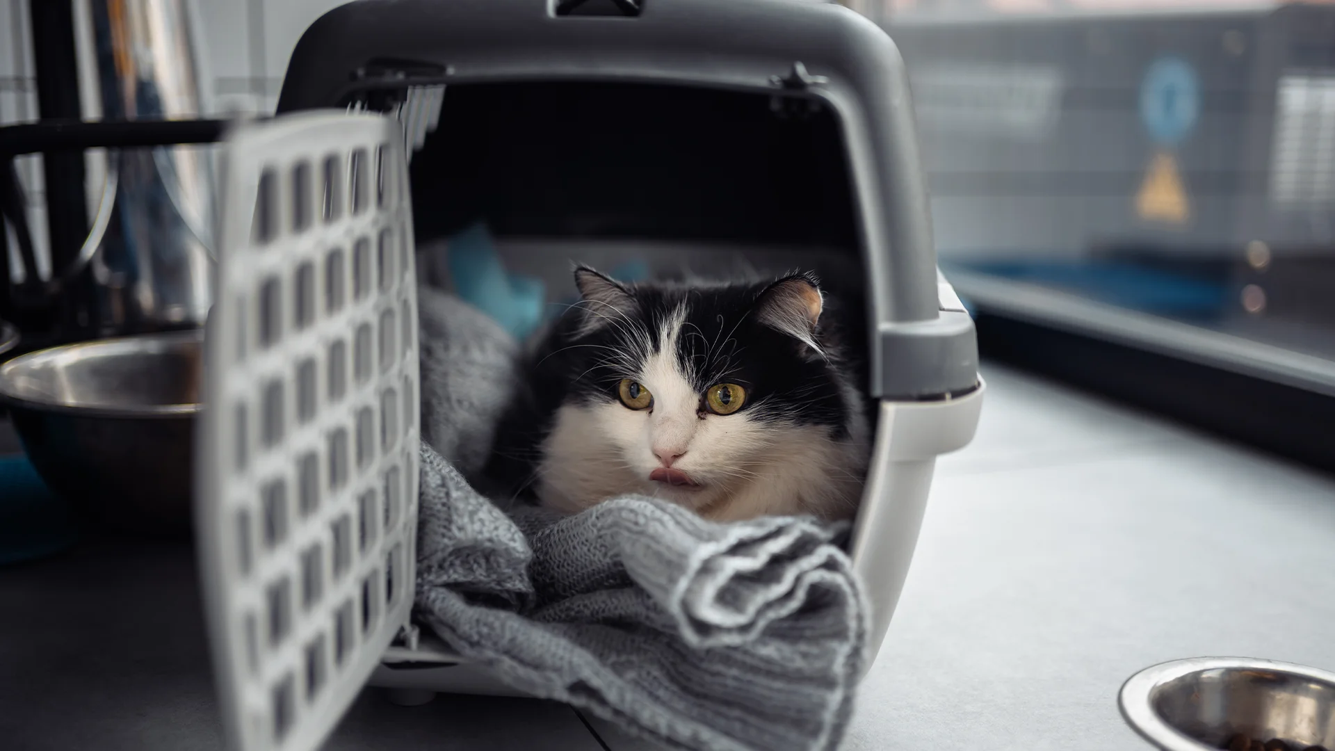 Cat in carrier