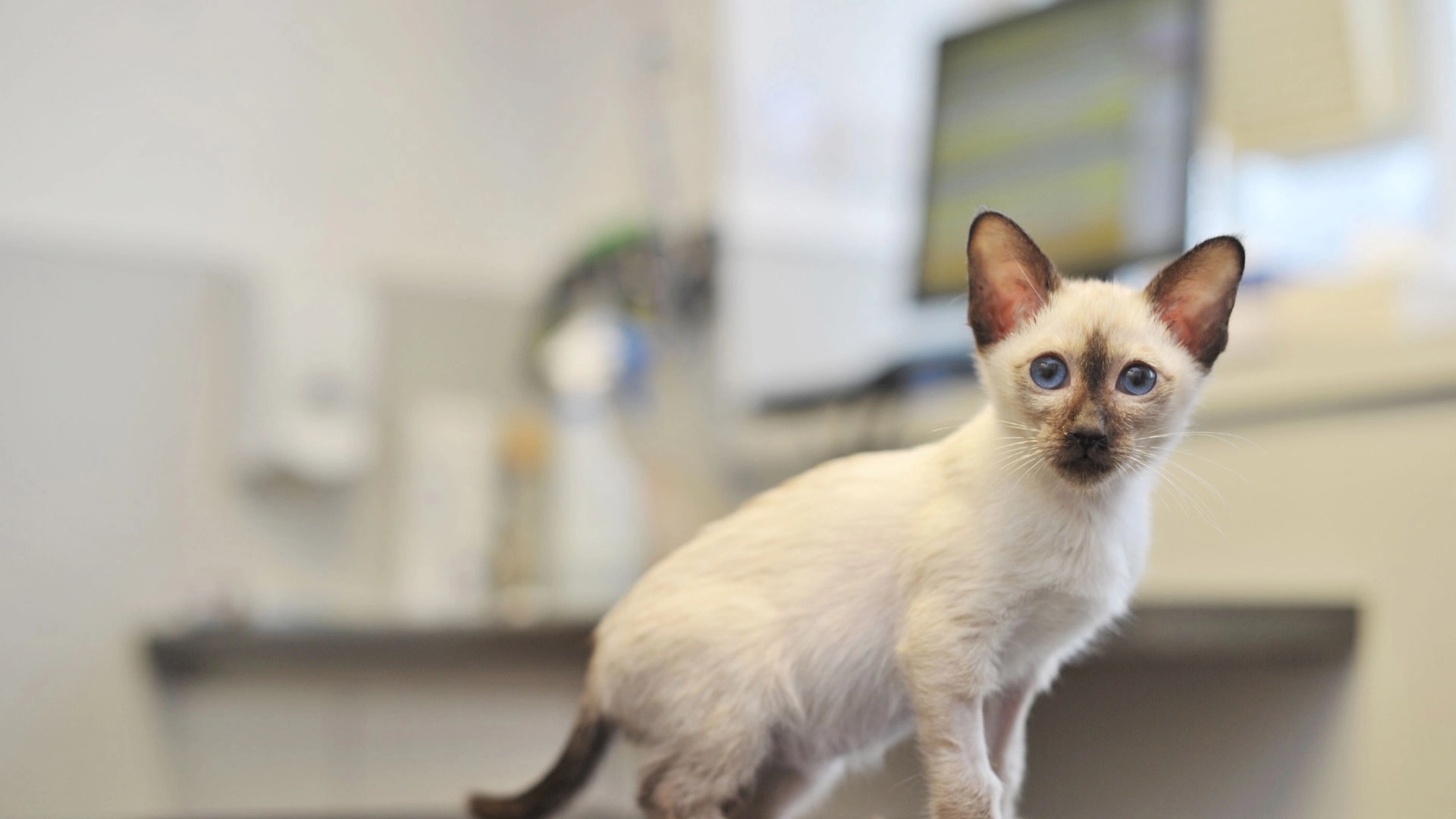 White kitten in clinic