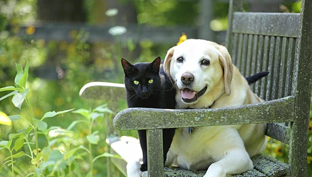Black cat and golden dog on a bench outside
