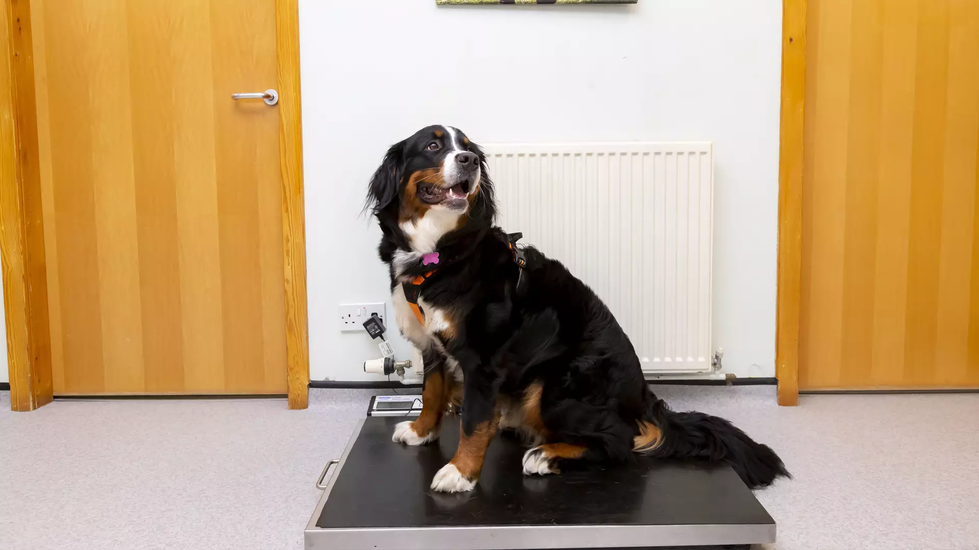 Large dog on scales