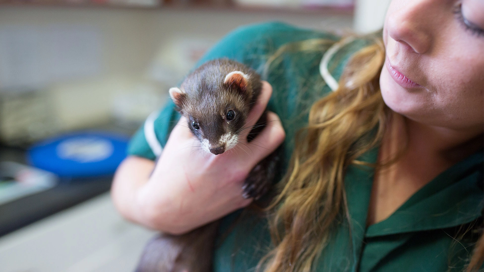 vet holding ferret
