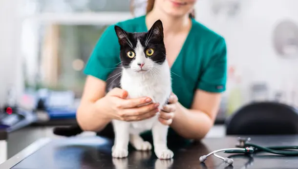 cat with vet