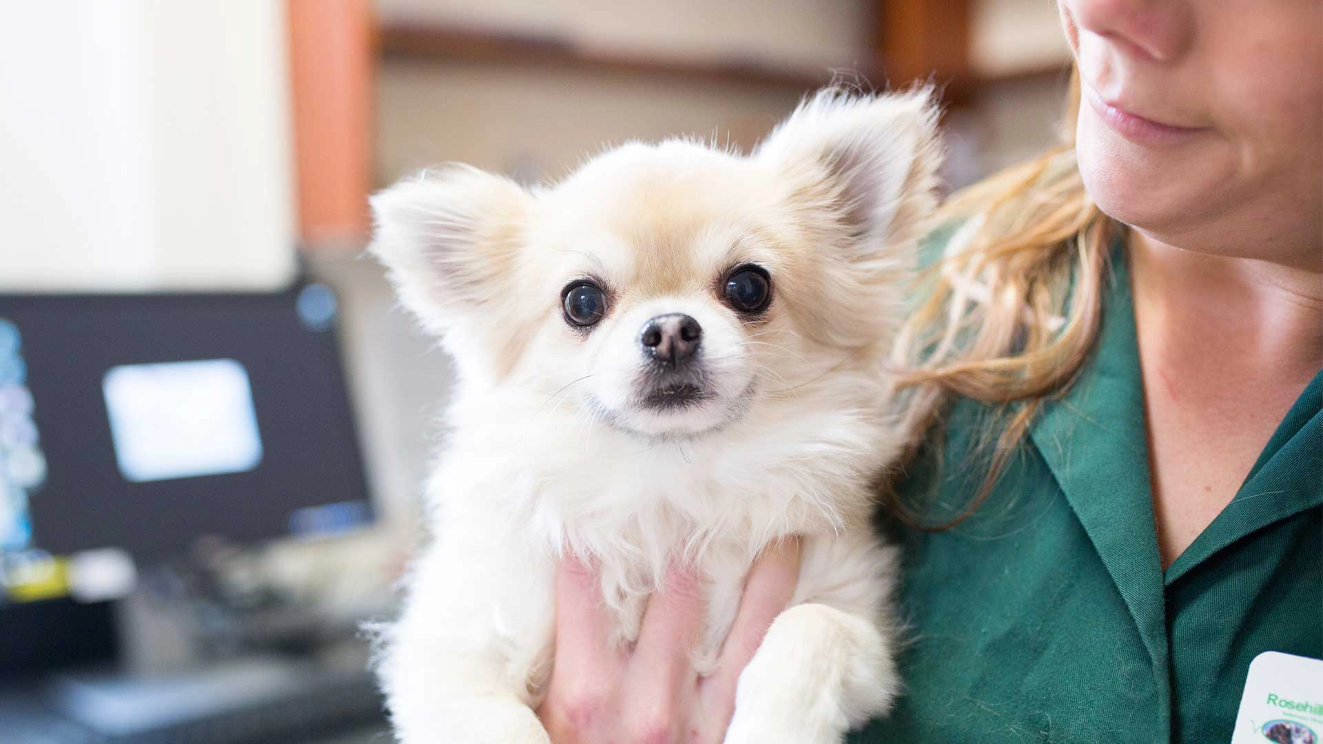 small breed dog with vet