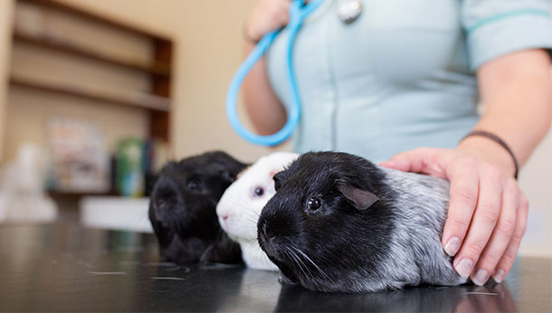 guinea pigs at vet