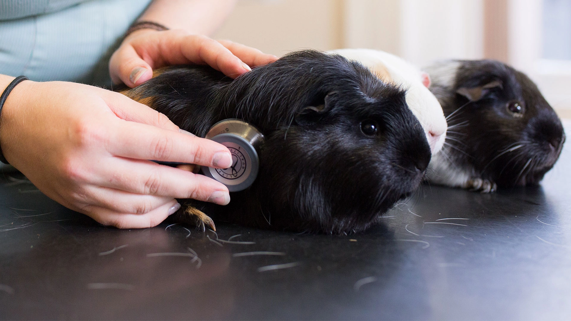guinea pigs having checkup on black consult table