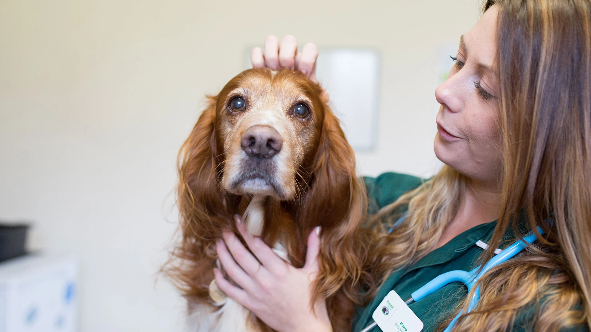 spaniel dog with vet