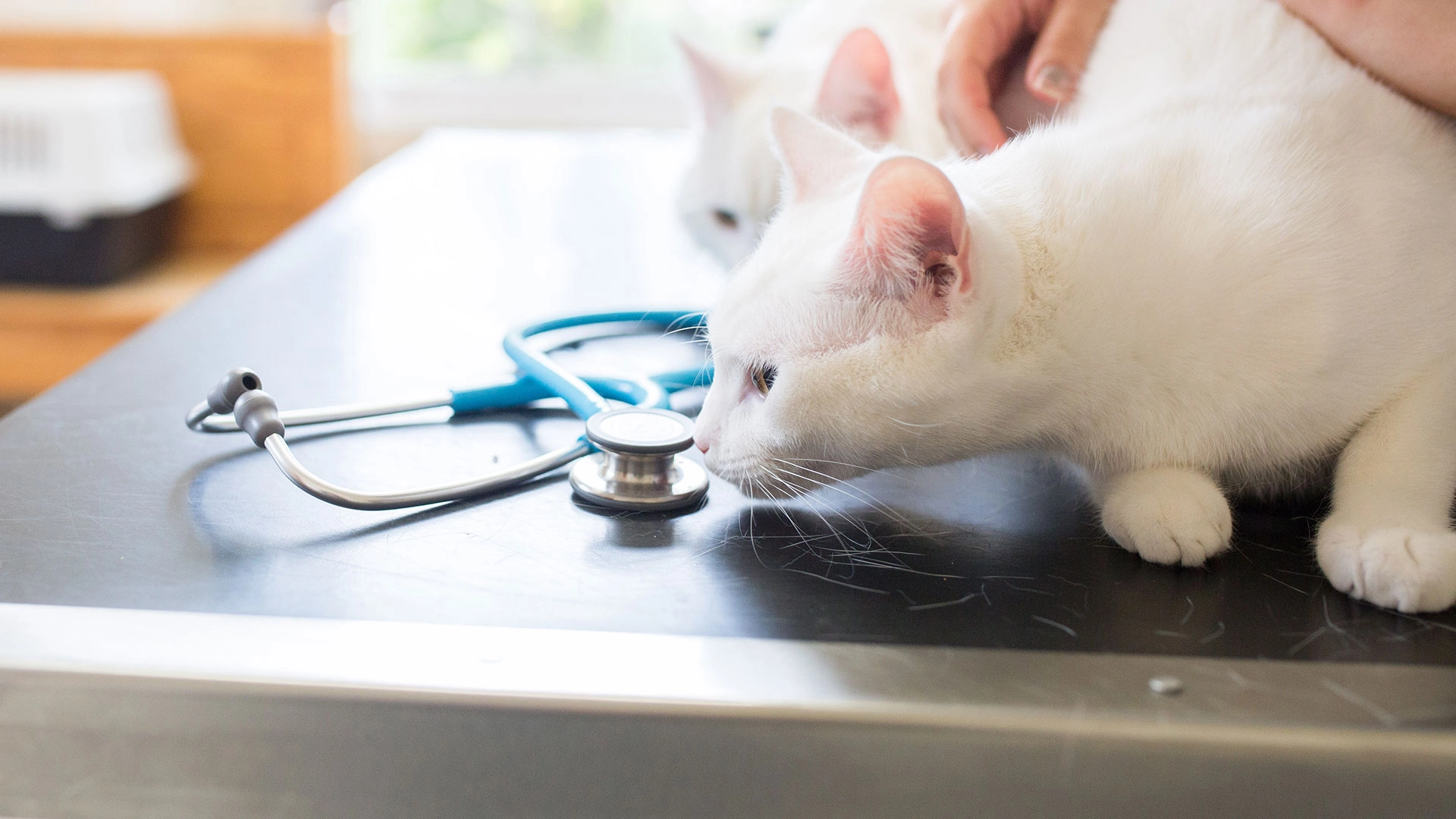 white cat at vet