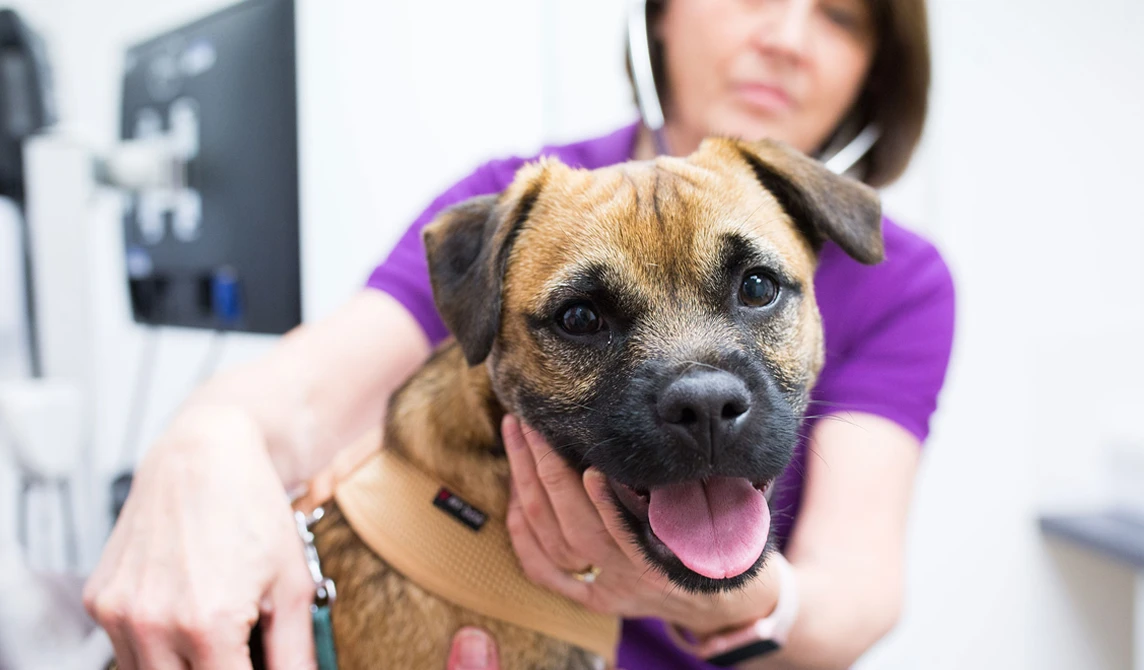 black and brown dog with tongue out