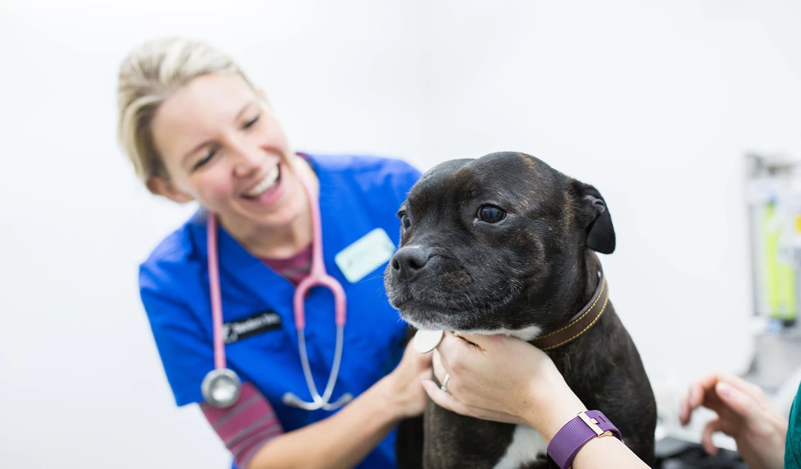 black dog with smiling vet