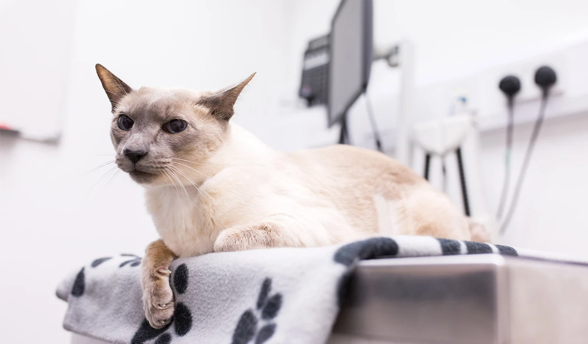 cat lying on blanket at the vets