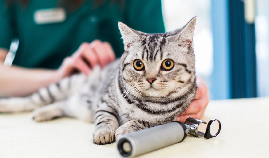 cat lying on vet consult table with eye checking instrument