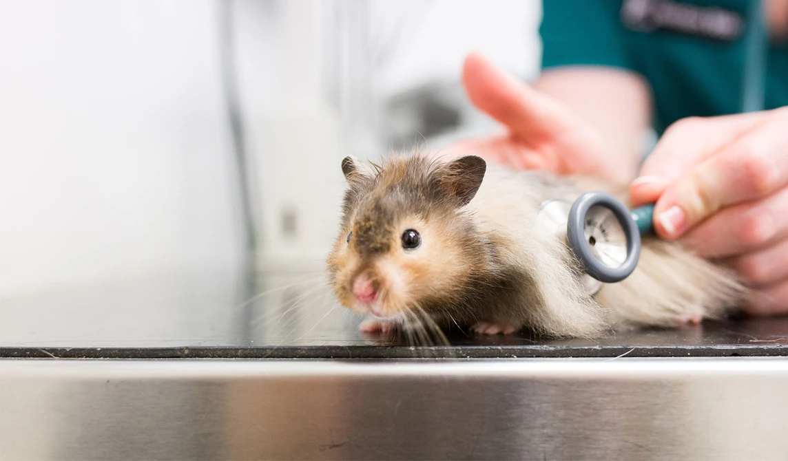hamster being checked with stethoscope