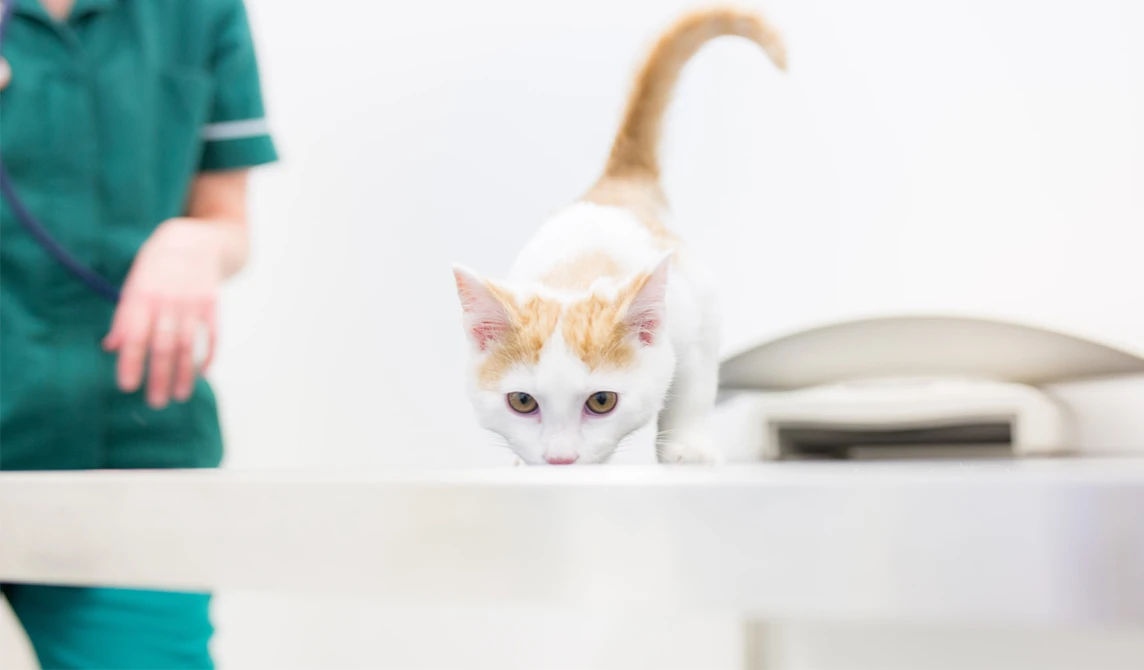 kitten standing in front of weighing scales at vets
