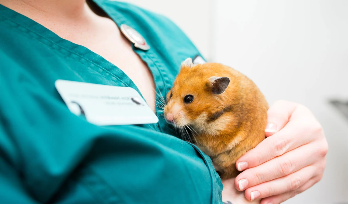 vet nurse holding hamster