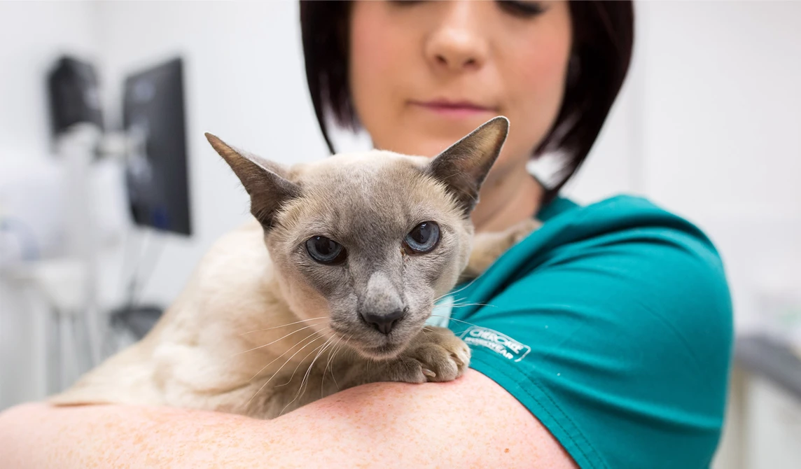 vet nurse holding cat with blue eyes