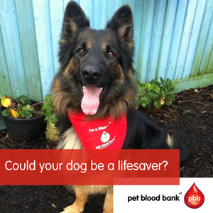 German Sheppard with Pet Blood Bank bandana