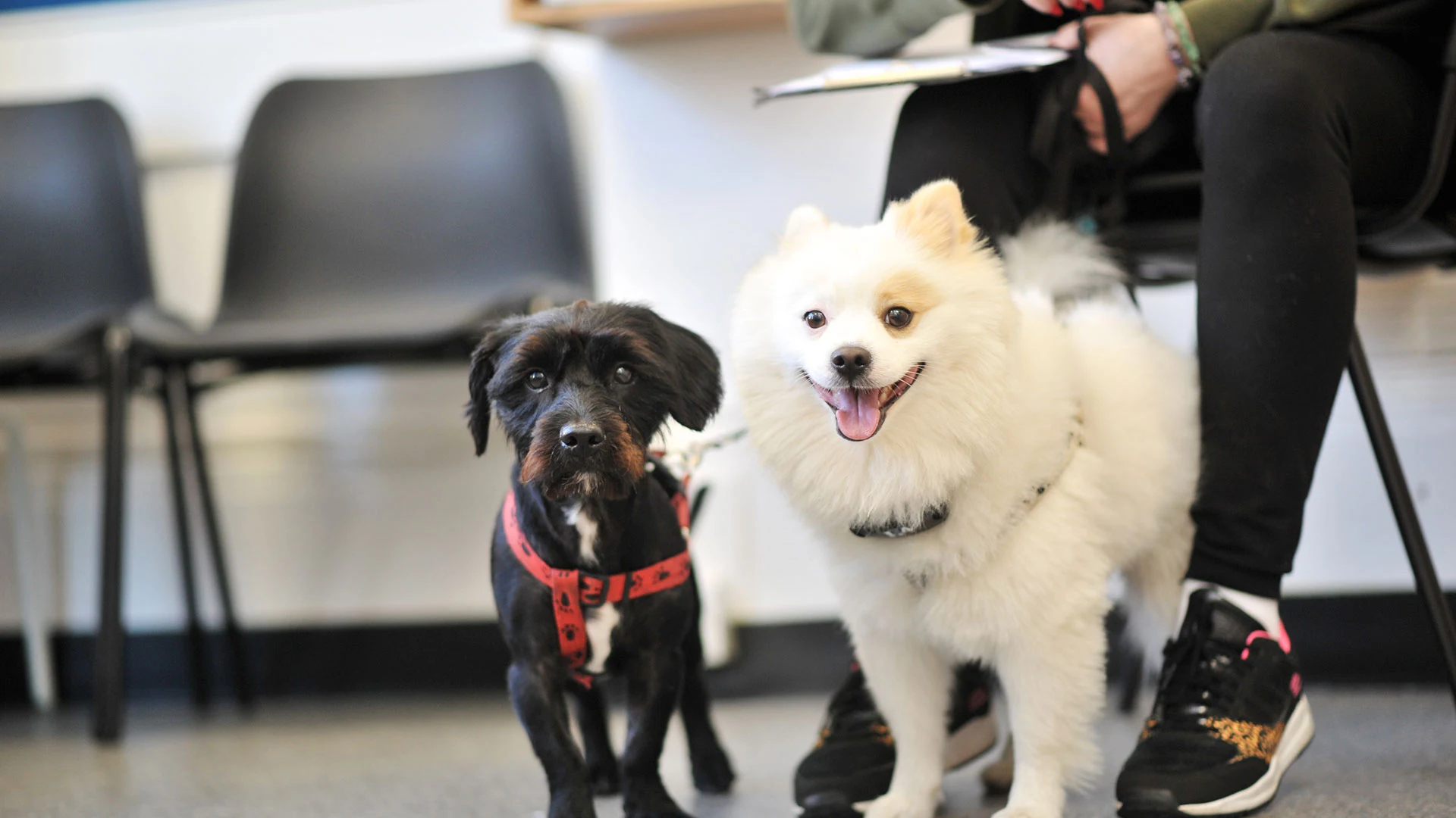 two dogs in waiting room
