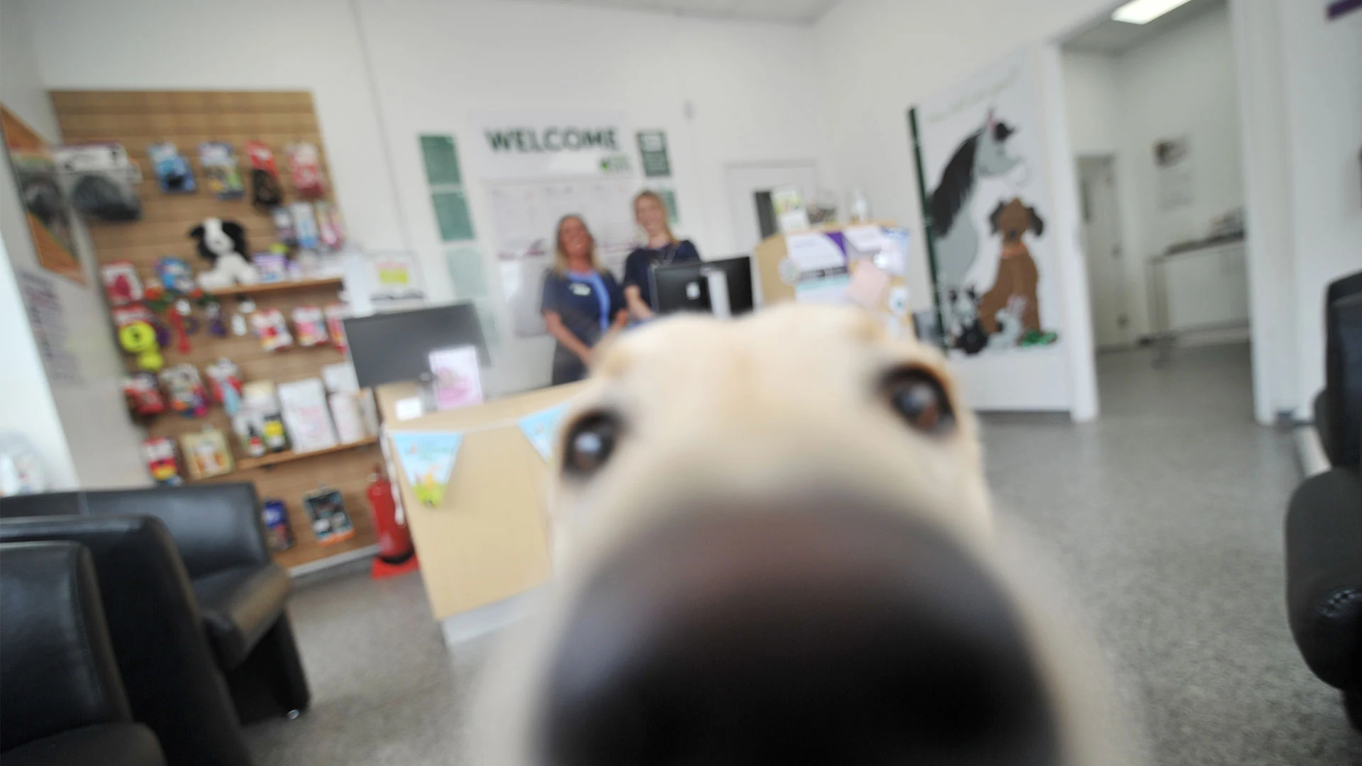 dog sniffing camera