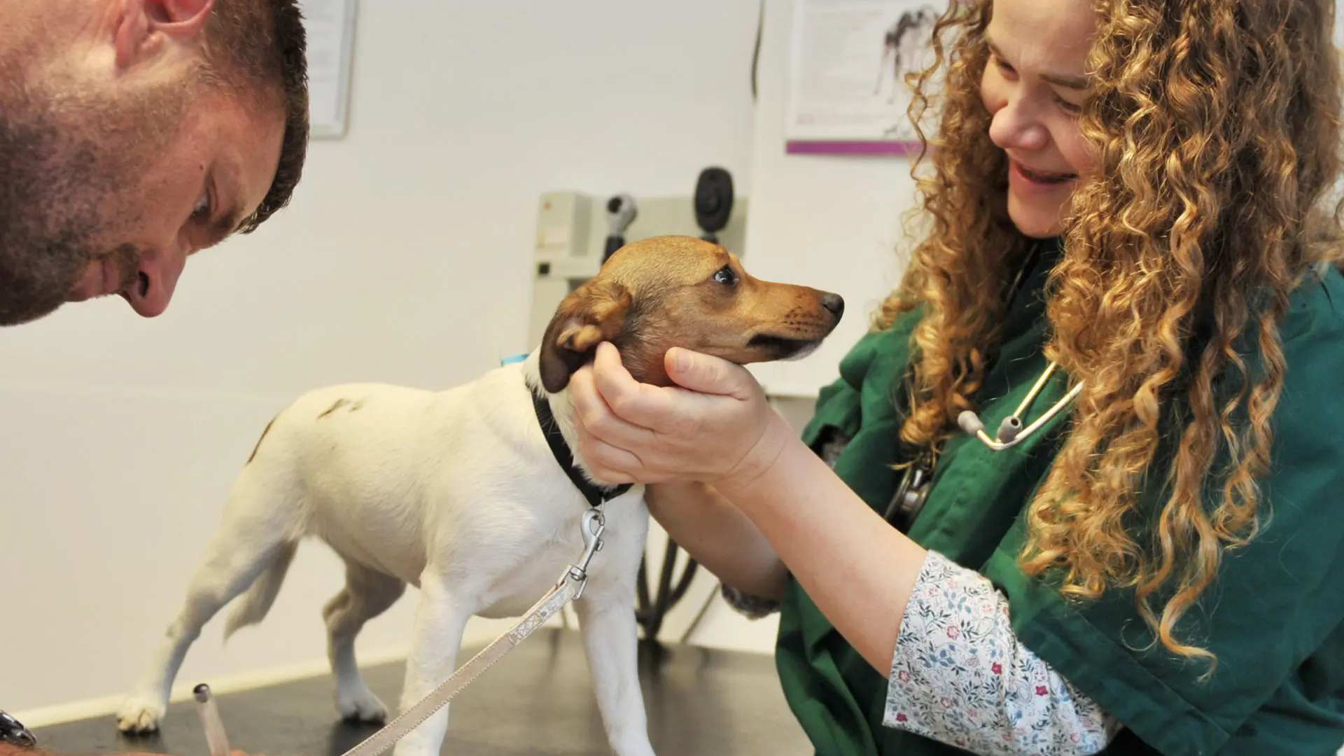 little dog in consultation