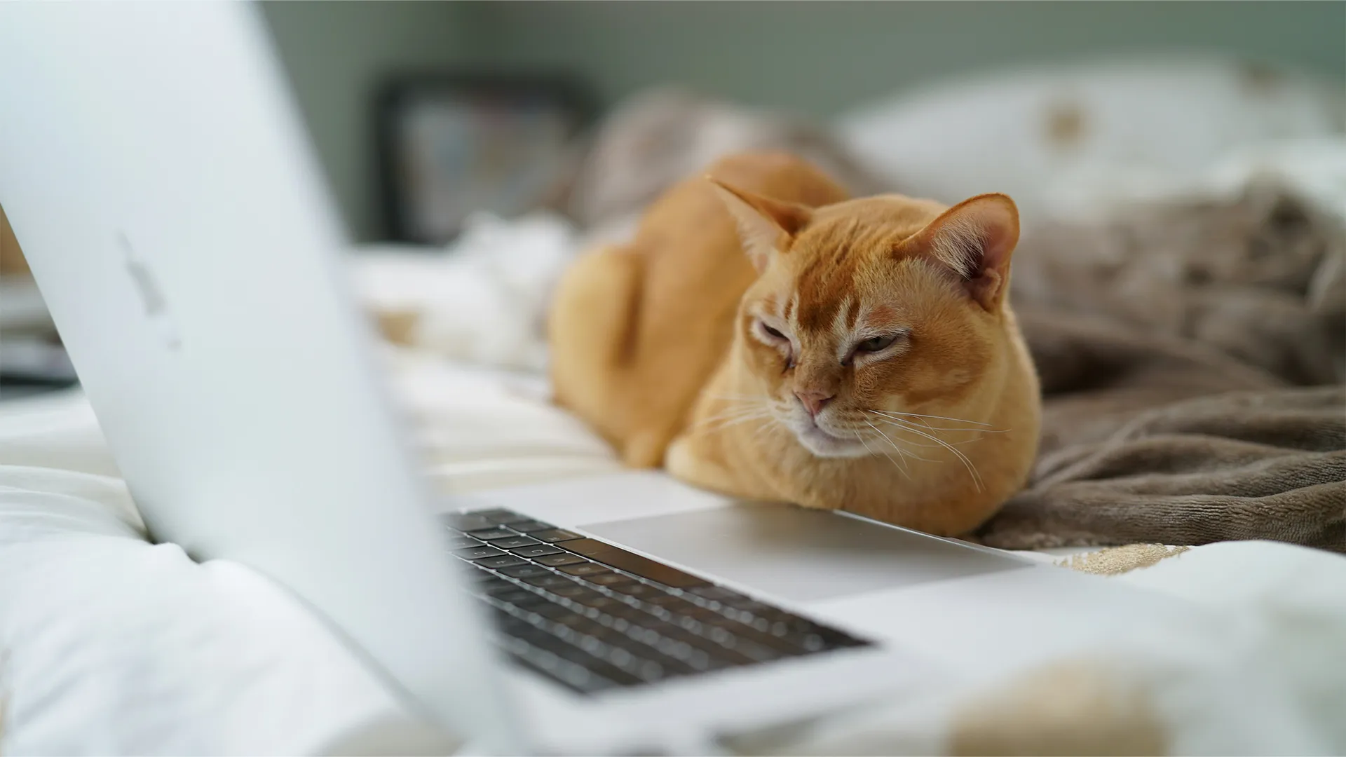 ginger cat on laptop