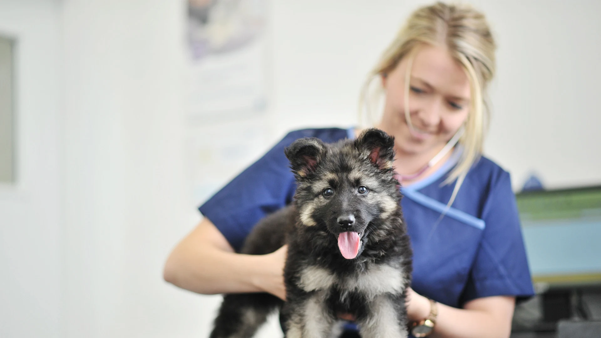 fluffy dog in consultation
