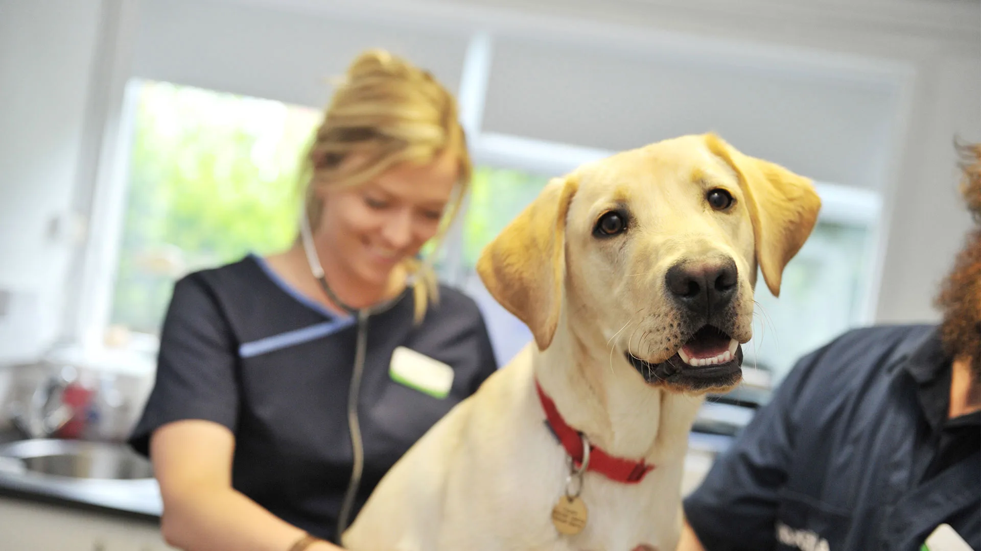 golden puppy check up